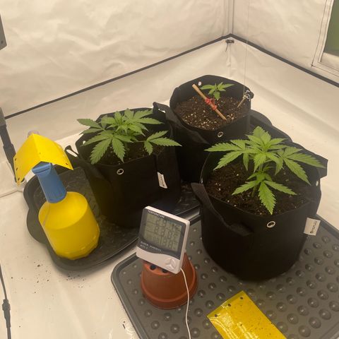 White Widow Automatic x3 growlog timeline photo