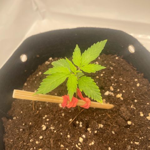 White Widow Automatic x3 growlog timeline photo