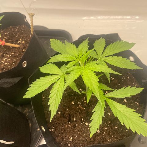 White Widow Automatic x3 growlog timeline photo