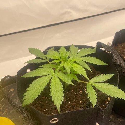 White Widow Automatic x3 growlog timeline photo