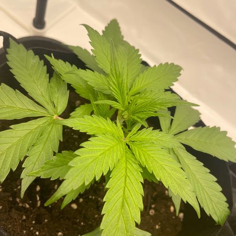 White Widow Automatic x3 growlog photo: Blüte?
