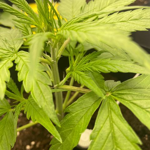 White Widow Automatic x3 growlog photo: Blüte?