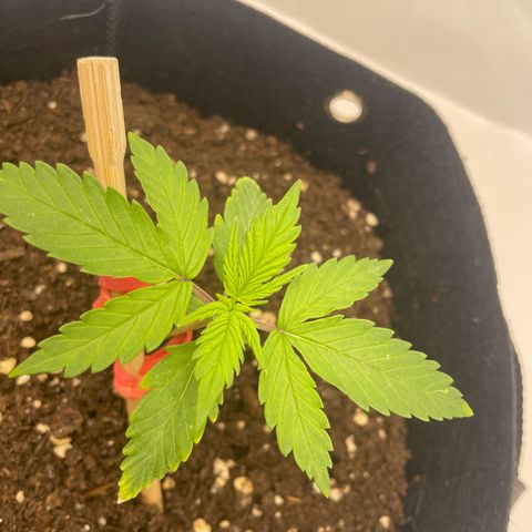 White Widow Automatic x3 growlog photo: Blüte?