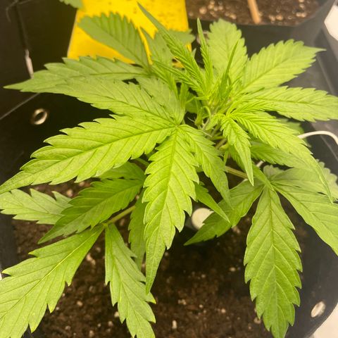 White Widow Automatic x3 growlog photo: Blüte?