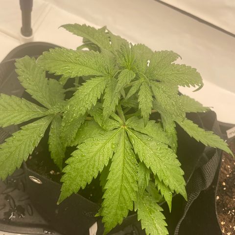 White Widow Automatic x3 growlog timeline photo