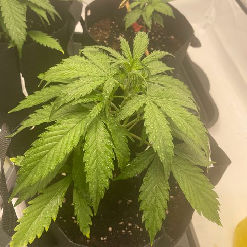 White Widow Automatic x3 growlog timeline photo