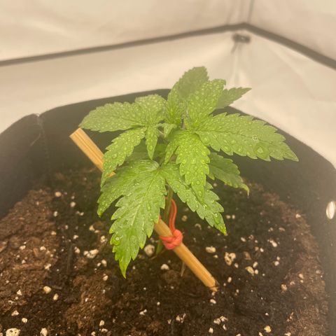 White Widow Automatic x3 growlog timeline photo