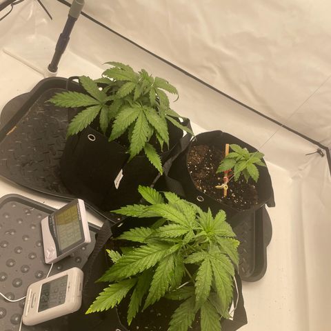 White Widow Automatic x3 growlog timeline photo