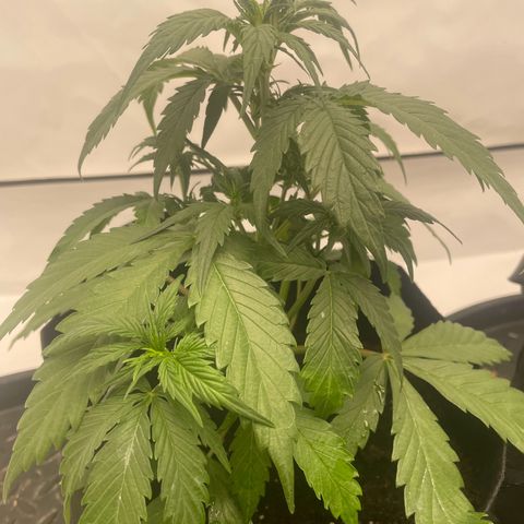White Widow Automatic x3 growlog photo: Bissi Erde in die Töpfe 