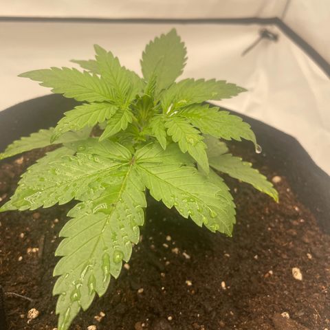 White Widow Automatic x3 growlog photo: Bissi Erde in die Töpfe 