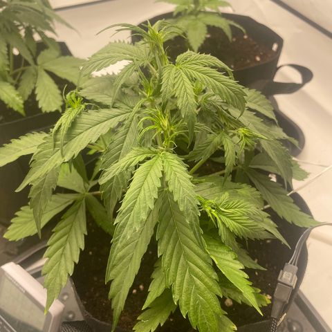 White Widow Automatic x3 growlog photo: Bissi Erde in die Töpfe 