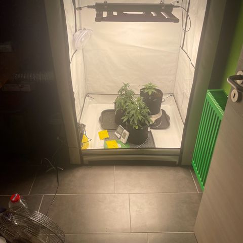 White Widow Automatic x3 growlog timeline photo