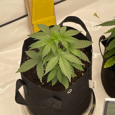 White Widow Automatic x3 growlog timeline photo