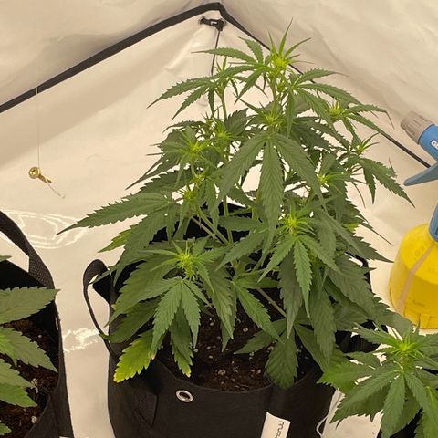 White Widow Automatic x3 growlog timeline photo