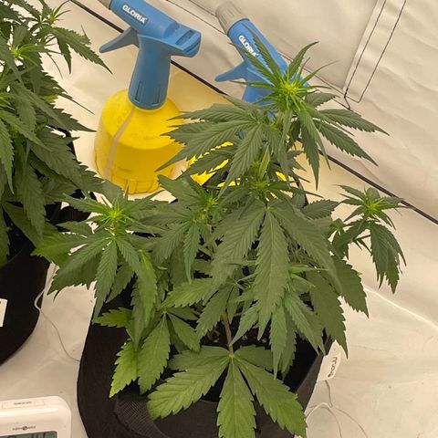 White Widow Automatic x3 growlog timeline photo