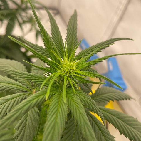 White Widow Automatic x3 growlog timeline photo