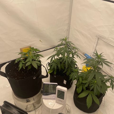 White Widow Automatic x3 growlog photo: LST