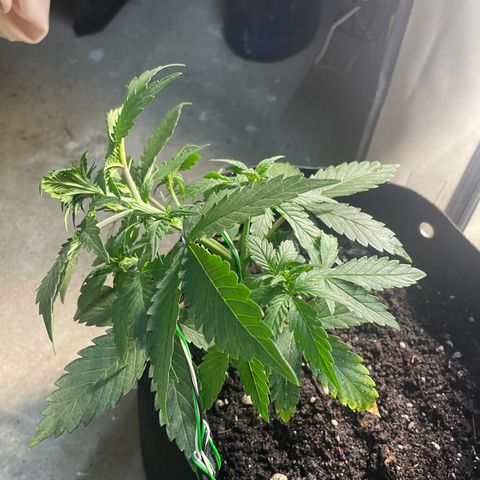 White Widow Automatic x3 growlog photo: LST