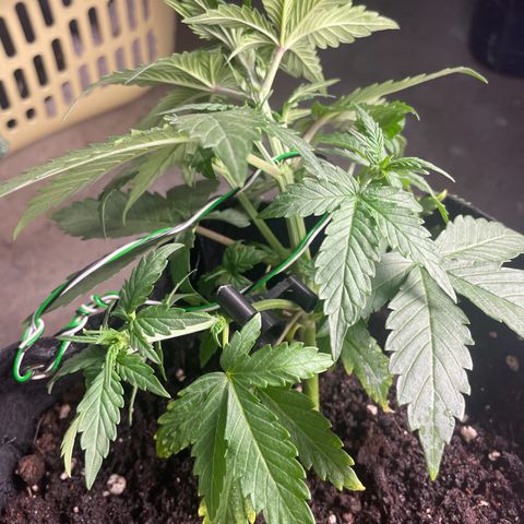 White Widow Automatic x3 growlog photo: LST
