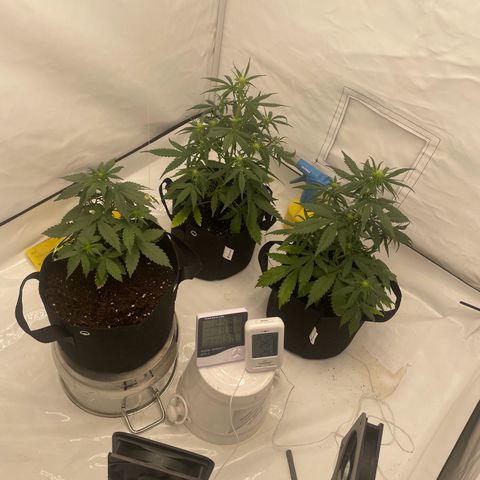 White Widow Automatic x3 growlog timeline photo