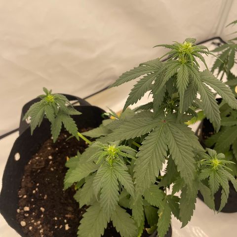 White Widow Automatic x3 growlog timeline photo