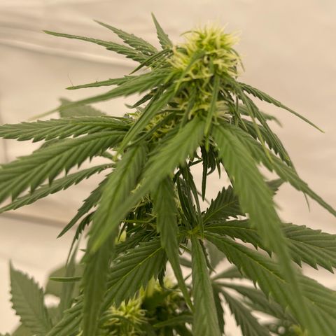 White Widow Automatic x3 growlog timeline photo