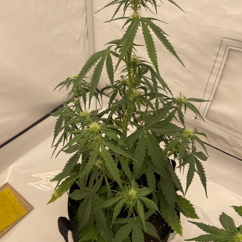 White Widow Automatic x3 growlog timeline photo
