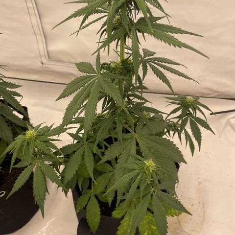 White Widow Automatic x3 growlog timeline photo