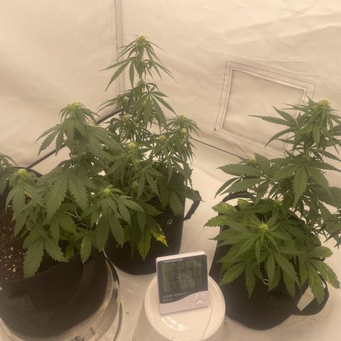 White Widow Automatic x3 growlog timeline photo