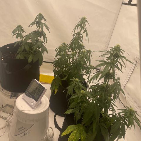 White Widow Automatic x3 growlog timeline photo