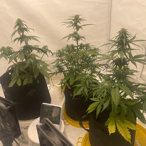 White Widow Automatic x3 growlog timeline photo