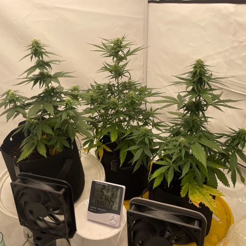 White Widow Automatic x3 growlog timeline photo