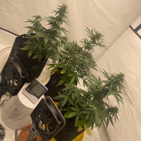 White Widow Automatic x3 growlog timeline photo