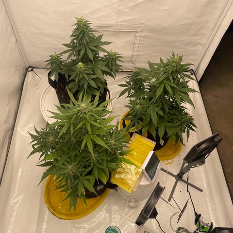 White Widow Automatic x3 growlog timeline photo