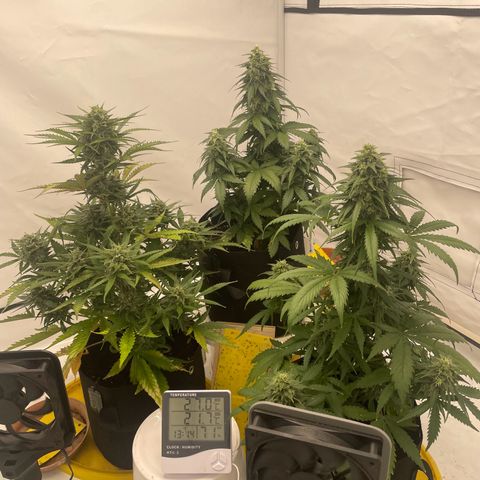 White Widow Automatic x3 growlog timeline photo