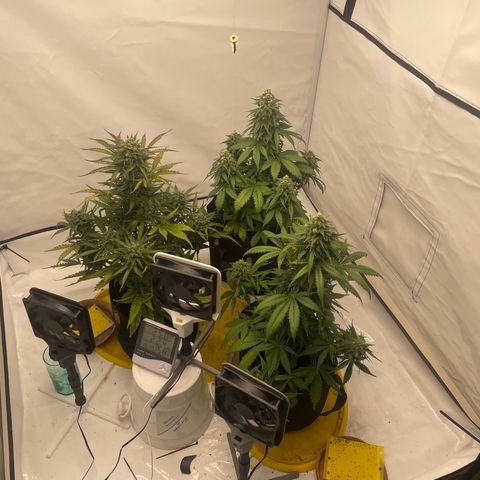 White Widow Automatic x3 growlog timeline photo