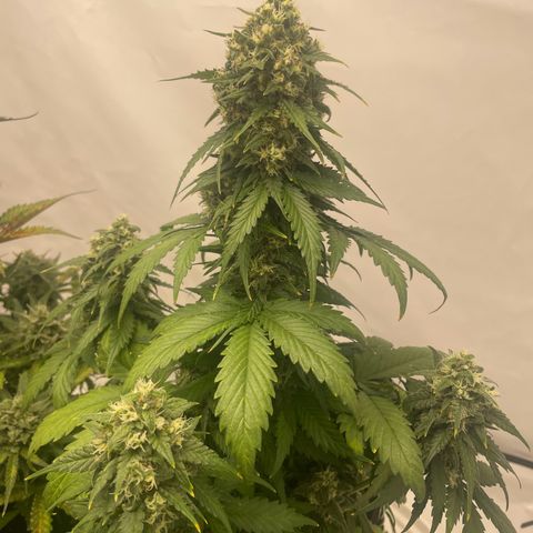 White Widow Automatic x3 growlog timeline photo