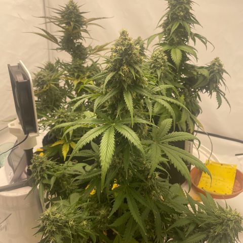 White Widow Automatic x3 growlog timeline photo