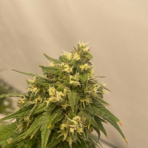White Widow Automatic x3 growlog timeline photo