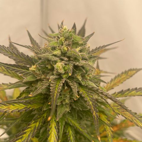 White Widow Automatic x3 growlog timeline photo