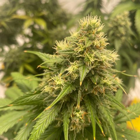White Widow Automatic x3 growlog timeline photo