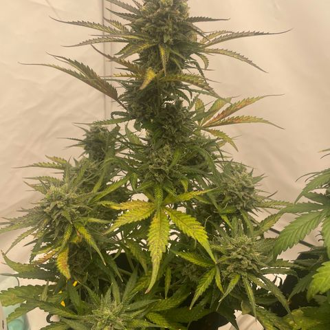 White Widow Automatic x3 growlog timeline photo
