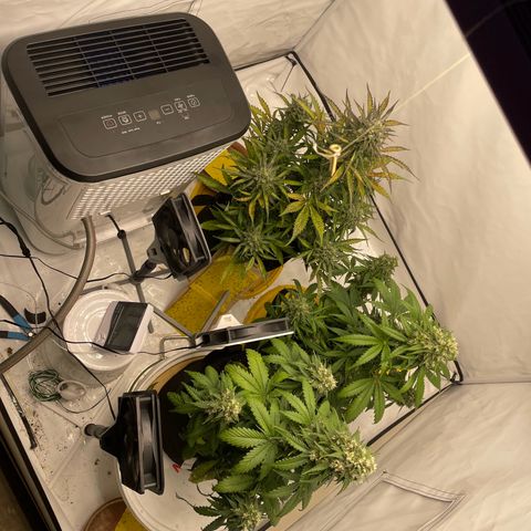 White Widow Automatic x3 growlog timeline photo