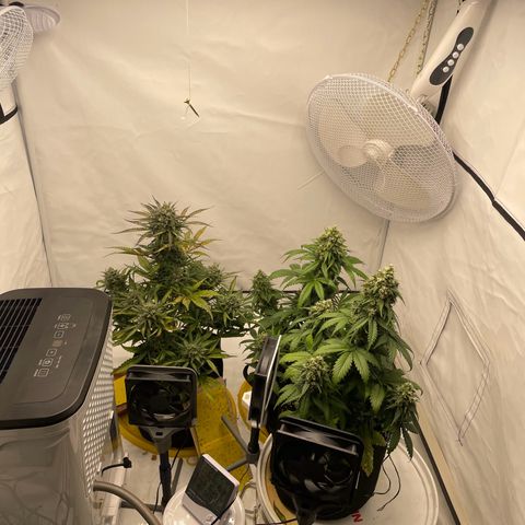 White Widow Automatic x3 growlog timeline photo