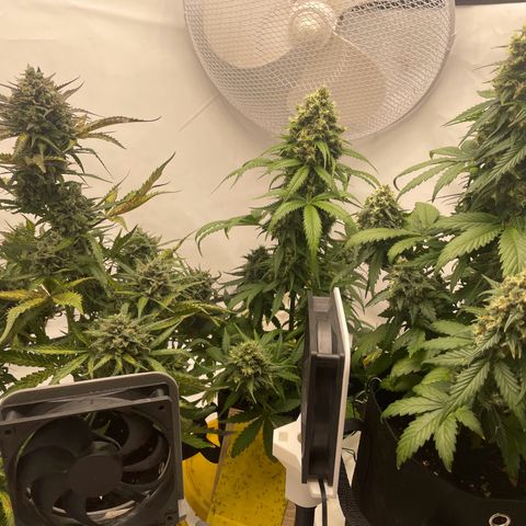White Widow Automatic x3 growlog timeline photo