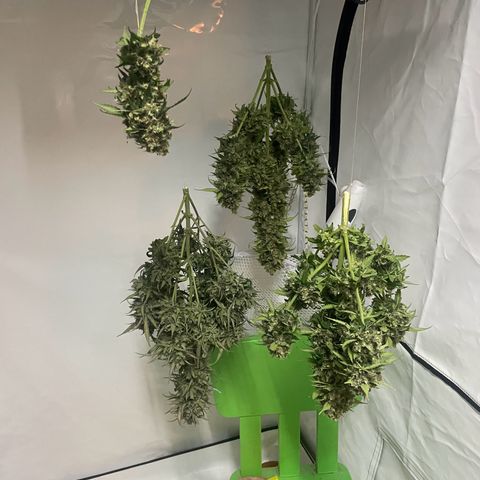 White Widow Automatic x3 growlog timeline photo