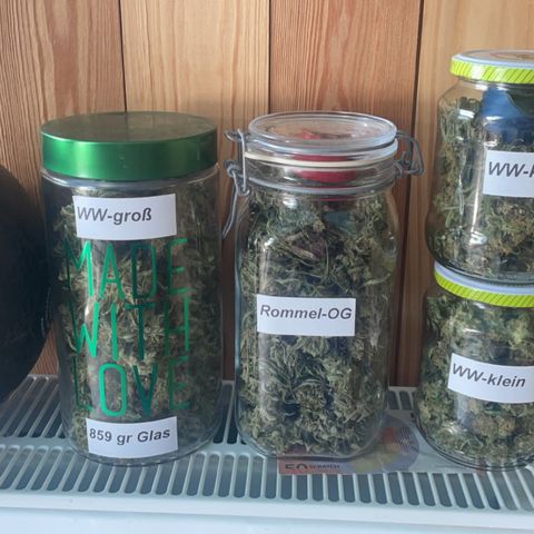 White Widow Automatic x3 growlog timeline photo