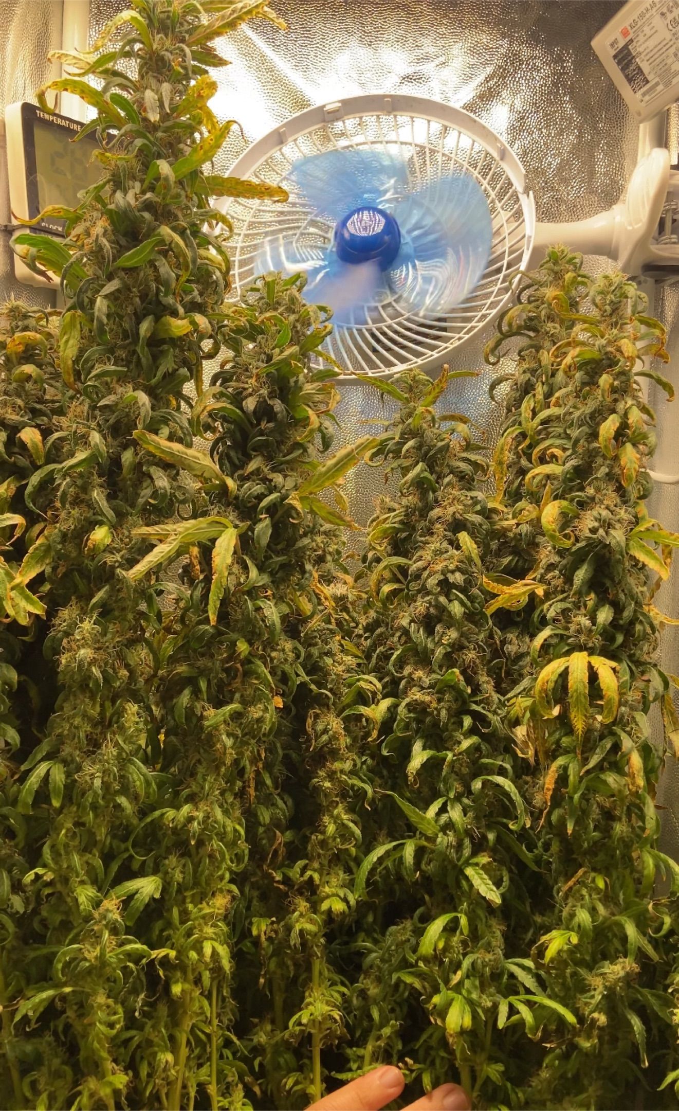Gorilla Ghost growlog header