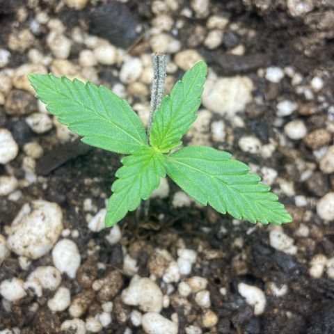 White Widow Auto 🕷️ growlog photo: Broto está se desenvolvendo super bem agora, já enraizou e está crescendo 

Estava um pouco apreensivo que ela não fosse se desenvolver mas me provou que está firme e forte 🙏🏽