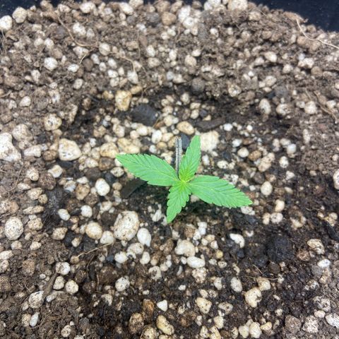 White Widow Auto 🕷️ growlog photo: Broto está se desenvolvendo super bem agora, já enraizou e está crescendo 

Estava um pouco apreensivo que ela não fosse se desenvolver mas me provou que está firme e forte 🙏🏽